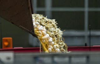 A digger is used to dump eggs and chickens into a container at a poultry farm where a highly contagious strain of bird flu was f