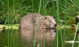 adult-beaver-at-knapdale-steve-gardner-w