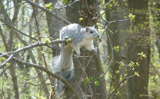 Delmarva Peninsula fox squirrel