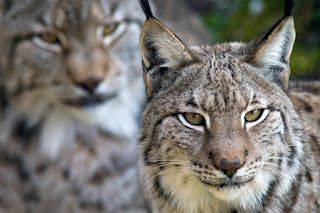 Eurasian lynxs look out from their enclosure at a nature reserve in Spain