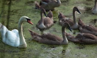 醜小鴨 Closeup shot of family of swans swimming on pond at evening