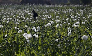 Myanmar Opium