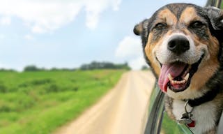 A happy German Shepherd Mix breed dog is hanging is tounge out of his mouth with his ears blowing in the wind as he sticks his h