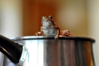 boiling frog 溫水煮青蛙