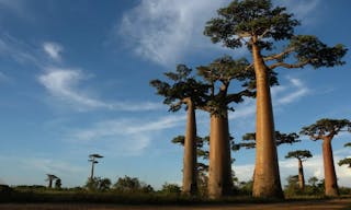 Allée_des_Baobabs_near_Morondava_Madagas