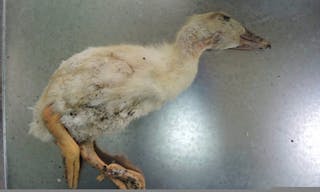 H5N6