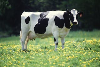 1200px-Cow_female_black_white