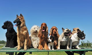 Group of puppies purebred dogs on a table