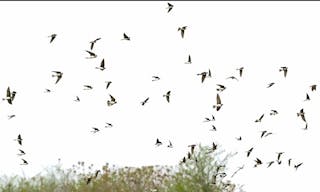 Sand Martin flock of birds isolated on a white, — Photo by dusan964