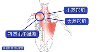 划船不是背肌訓練？掌握真相，讓你的肌肉訓練更有效！