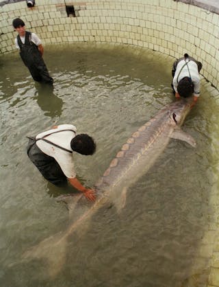 鱘魚 Sturgeon