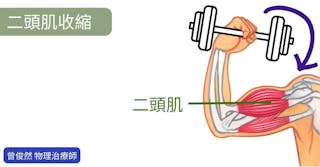 健身愛好者必讀：肌力平衡是你健身路上不可或缺的一環！