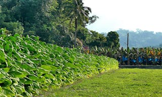 菸田_Tobacco_Field_-_panoramio