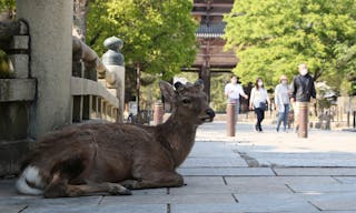 日本奈良公園鹿