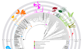 Phylogenetic tree illustrating the main taxonomic lineages across land plants summarized at the family leve