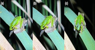 圖像顯示了一隻雌性蚊子（Mimomyia elegans）降落在成年的Litoria fallax蛙上，隨後在其鼻孔進食。可以看到蚊子（a）降落在青蛙背部中間，（b）沿青蛙背部向頭部爬行，最後（c）停在青蛙頭部前端，正在右鼻孔進食。L. fallax蛙正位於一隻Litoria peronii蝌蚪的上方。