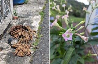 左為部落生活化的菸葉處理工序；右為盛開的菸草花。