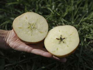 本土蜜蘋果飽滿甜度與水分超高