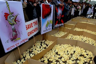 Bangladesh's poultry farmers demand to save the industry