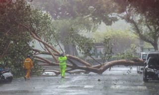 颱風康芮午後登陸  北市路樹橫倒路中