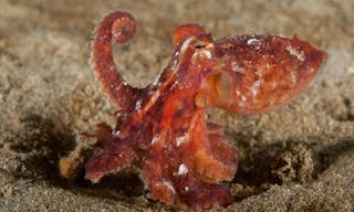 shutterstock_1782408575 太平洋紅蛸（Octopus rubescens） 章魚