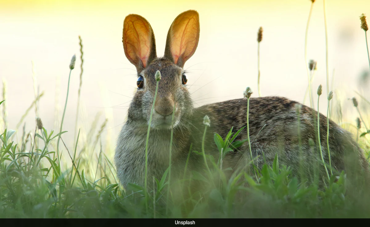 &#039;Rabbit Fever&#039;, A Rare Disease, On The Rise In US