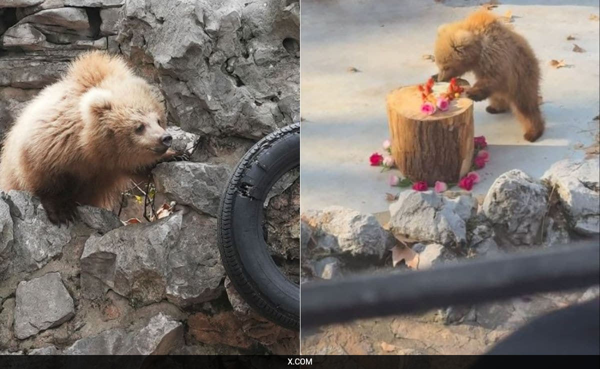 Meet Junjun The Bear Cub, Internet's Latest Heartthrob