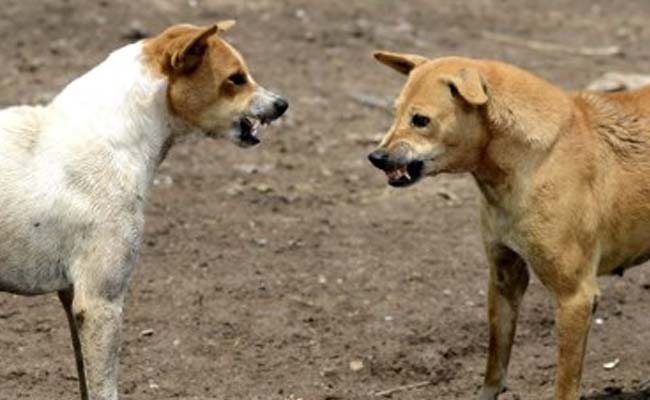 Incidents Of Stray Dog Attacks On Beachgoers On Rise In Goa: Report