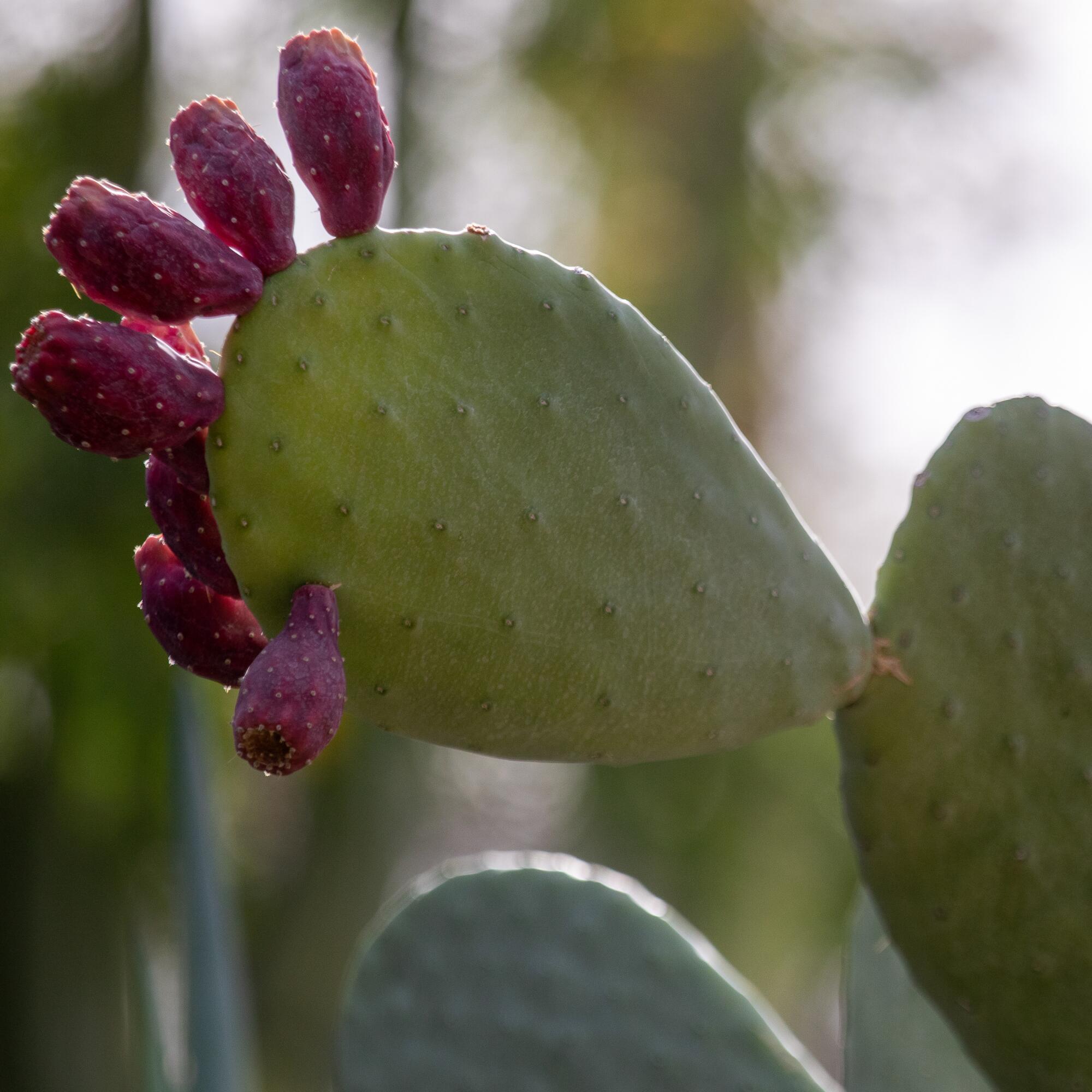 The fruiting paddle of a prickly pear cactus
