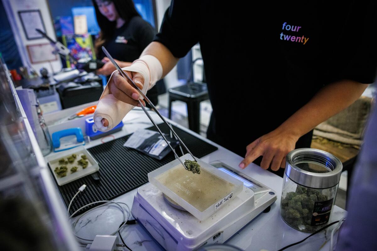 A person uses forceps to transfer a clump of weed to a tray on a scale