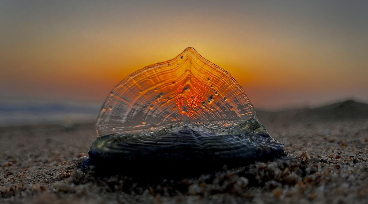 A shellfish-shaped gelatinous sea creature is illuminated by the sunset