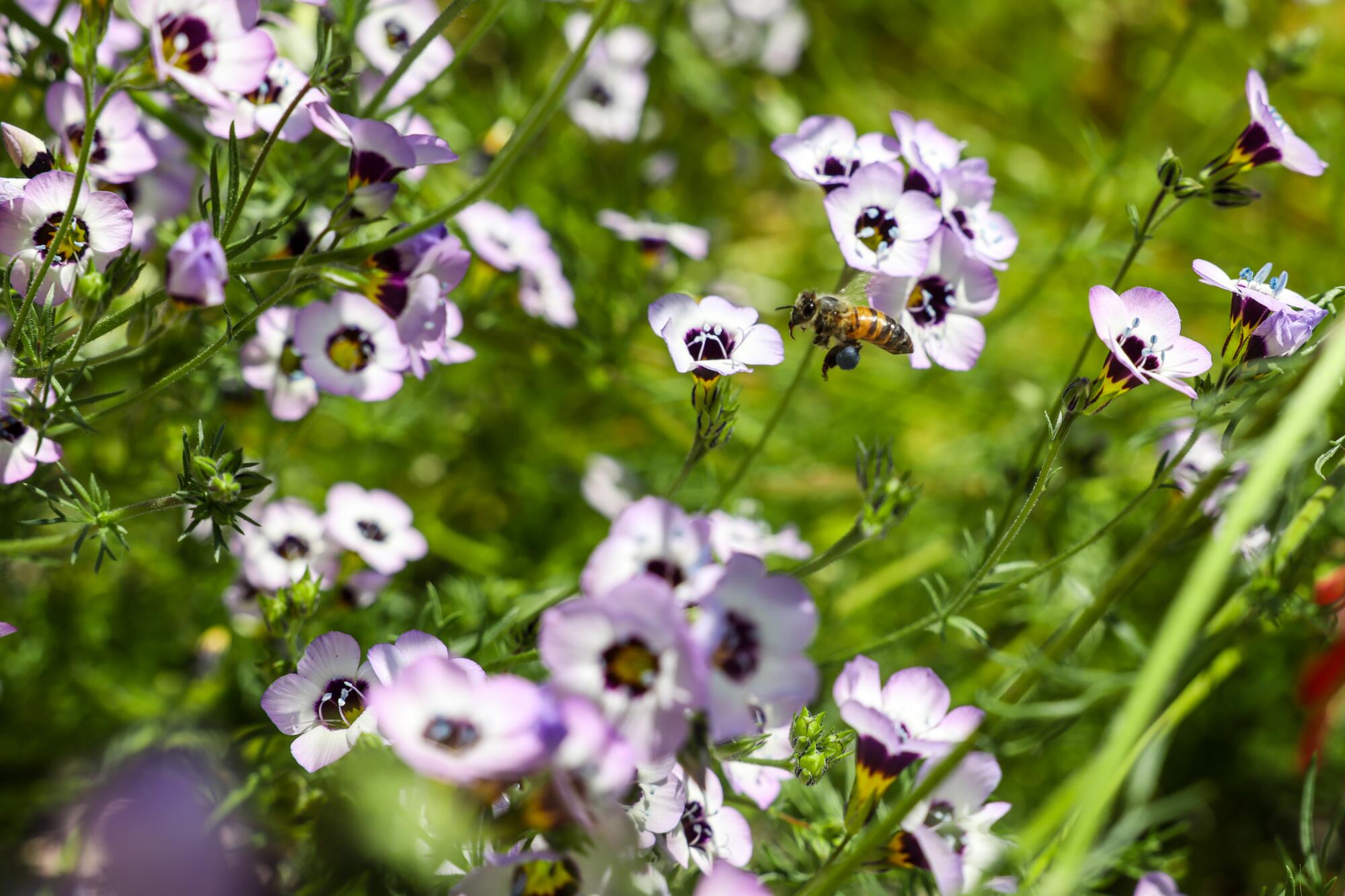 A bee hovers above a purple bird's-eye gilia flower