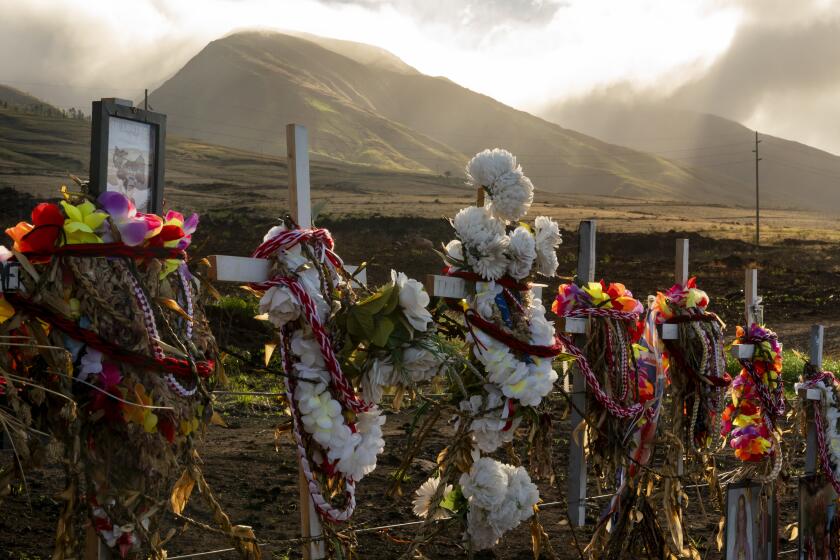 Leis and flowers adorn crosses at a memorial for victims of the August wildfire above the Lahaina Bypass highway, Wednesday, Dec. 6, 2023, in Lahaina, Hawaii. The wildfire that tore through the heart of the Hawaii island of Maui this summer showed how older residents are at particular risk from disasters. Sixty of the 100 people killed in the Maui fire this summer were 65 or older. (AP Photo/Lindsey Wasson)