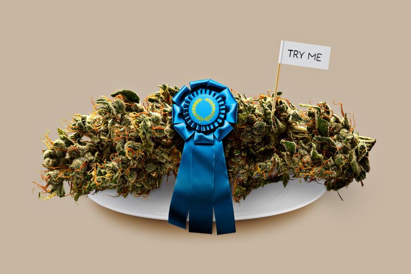 A large nugget of cannabis sits on a plate. A blue ribbon rests on top next to a toothpick.