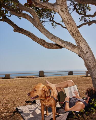 A person reads with his dog under a tree on a bluff overlooking the ocean