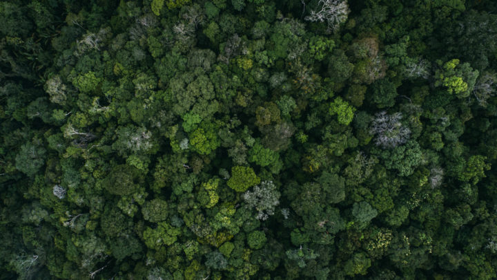 Mina Guli, 2017 | Overhead view the Amazon rainforest, Manaus, Brazil | via Flickr