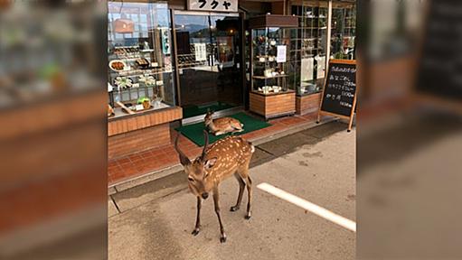 店の前に座り込んで営業妨害する広島ヤクザがヤバすぎる！？「シカらんといてね」「こりゃいけんねぇ。シカるべき処置を」