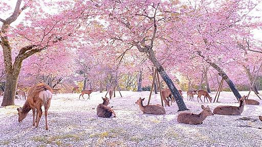 この世の楽園！緊急事態宣言後の奈良公園の映像が「まるで桃源郷のよう」と話題に - ライブドアニュース