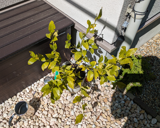 鉢植え　レモンの木　冬越し