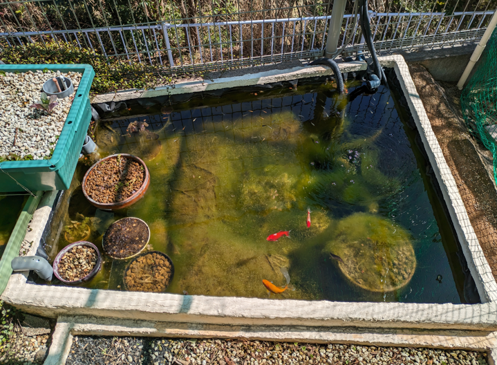 庭池ビオトープ　金魚　メダカ　春