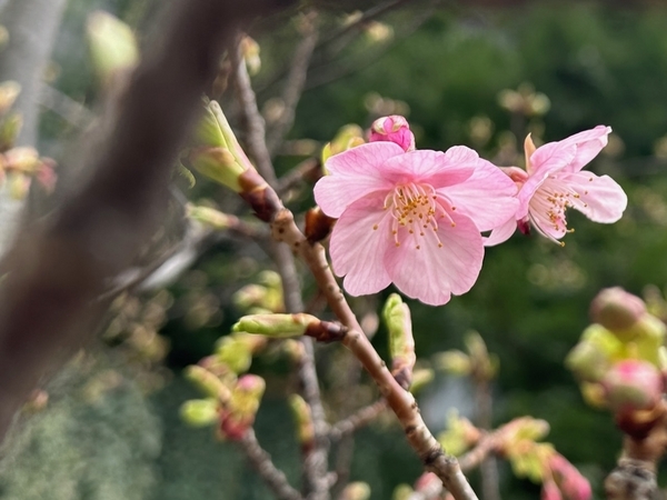 東京スクエアガーデンの河津桜4