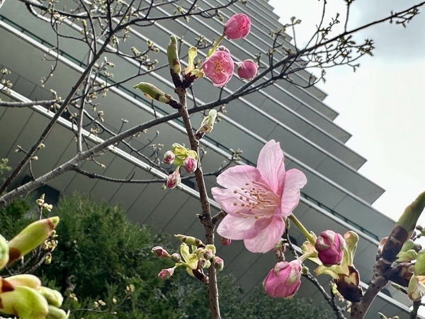 東京スクエアガーデンの河津桜3