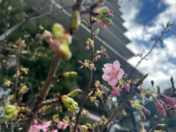 東京スクエアガーデンの河津桜2