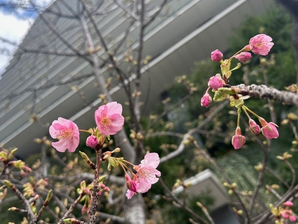 東京スクエアガーデンの河津桜1