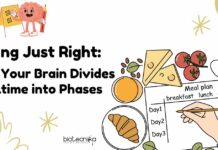 Brain controls eating behavior - How your brain divided mealtime