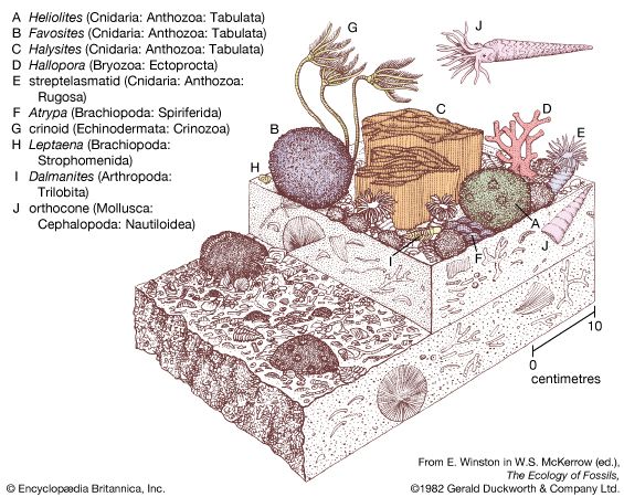 Silurian coral-stromatoporoid community