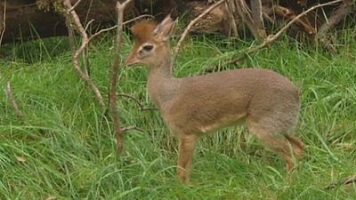 How do dik-diks behave in their natural habitat?