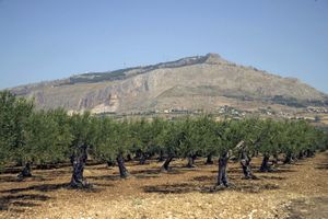 olive grove