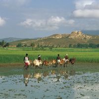 Karnataka, India: farmers