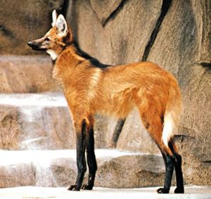 maned wolf